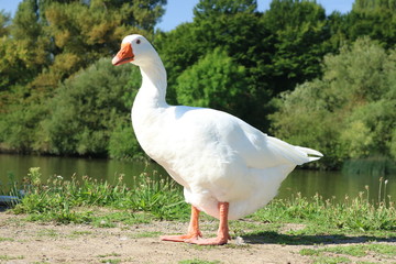 Gänse am Fluss