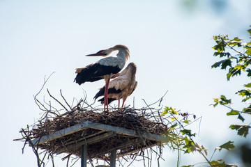 Two storks standing in their nest and rattling