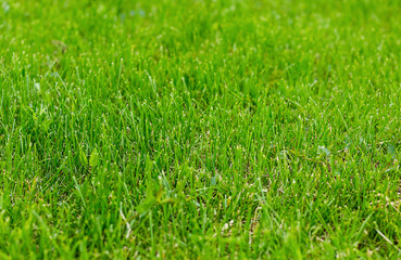 Fresh natural grass green meadow trimmed even in the sunlight