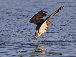 Osprey (Pandion haliaetus)