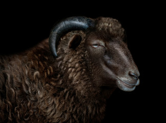 brown ham head portrait isolated on black background