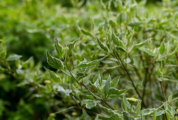 Branch of a bush with emerald openwork leaves with white edges in sunlight