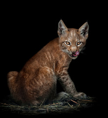 Fototapeta na wymiar cub of european lynx licking isolated on black background