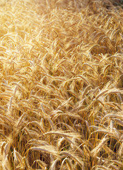 Spelt (Triticum spelta), also known as dinkel wheat or hulled. Cereal. Grain crop, species of the genus Corn (Triticum). Spelt refers to the so-called basted corn