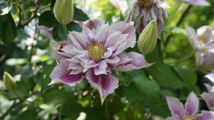 clematis piilu white purple