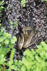 Small Snake hidden in the grass