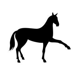 Fototapeta na wymiar horse black silhouette