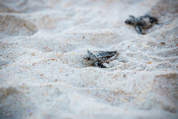Baby Sea Turtle