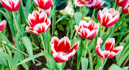 beautiful bloom red tulips flower natural background.
