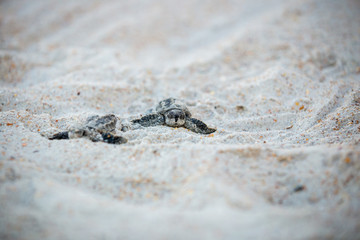 Fototapeta na wymiar Baby Sea Turtle