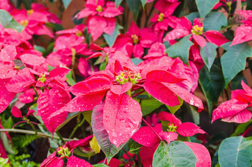 eautiful red poinsettia with water droplets in the garden