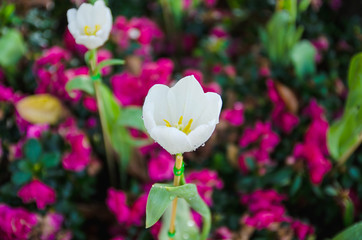 White tulips flower with pink blur background