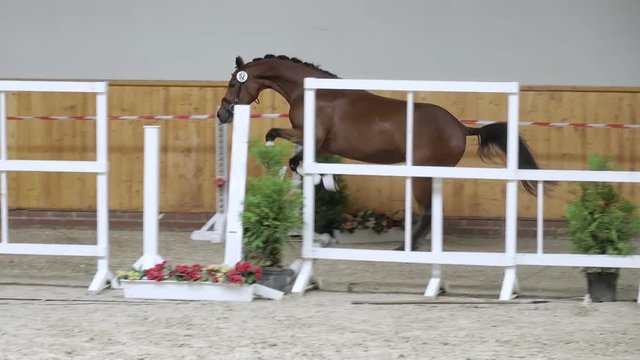 Horse jumping in slow motion