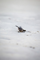 Baby Sea Turtle