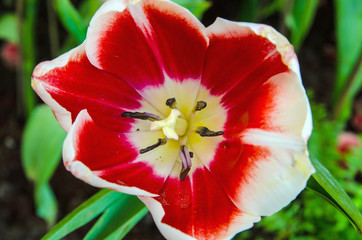 closeup bloom red tulips flower natural background