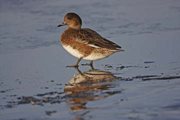 Wigeon