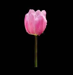 Pink tulips flowers isolated on black background
