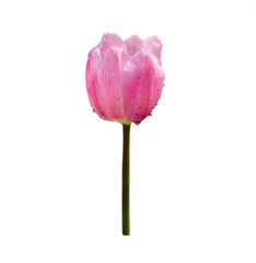 Pink tulips flowers isolated on white background