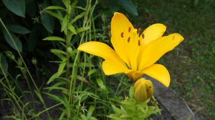 lily yellow