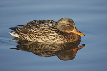 Mallard