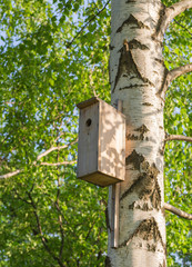 Sweet Home. A closeup view of a birdhouse on a birch tree in summertime.