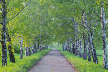 birch forest in sunlight