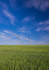 Powerline on a wide green field.