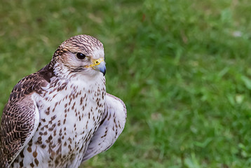Young hawk motley white with brown feathers close-up portrait