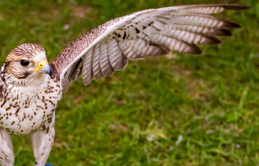 hawk with a straightened wing prepares to take off against the background of grass, looks closely into the camera