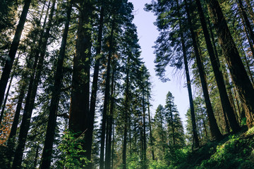 Forest in the Sequoia National Park, California