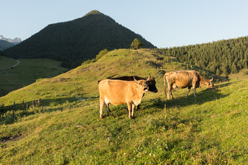 Fototapeta na wymiar cows grazing in the Tusheti village of Shenako