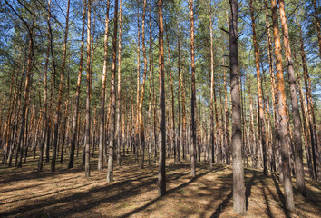 green forest background