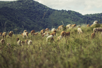 Cows on meadow on hot sunny day