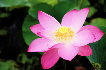 pink lotus is the symbol of the Buddha Thailand.