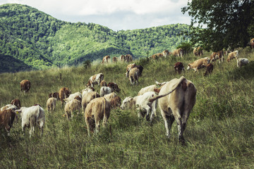 Cows on meadow on hot sunny day
