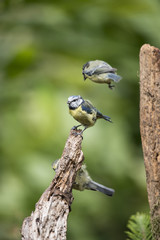 Beautiful Blue Tit Cyanistes Caeruleus on tree in woodland landscape setting