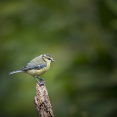Beautiful Blue Tit Cyanistes Caeruleus on tree in woodland landscape setting