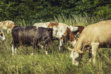 Cows on meadow on hot sunny day