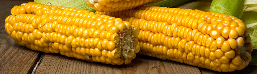 Ripe yellow sweet corn cob on a wooden table close-up, border design panoramic banner 