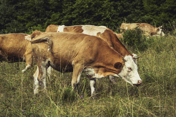 Cows on meadow on hot sunny day