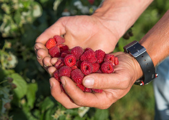 Raspberries in the hands of a farmer 