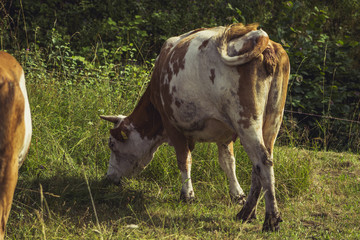 Cows on meadow on hot sunny day