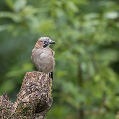 Beautiful Jay bird Garrulus Glandarius on tree stump in forest landscape setting