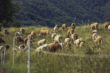 Cows on meadow on hot sunny day