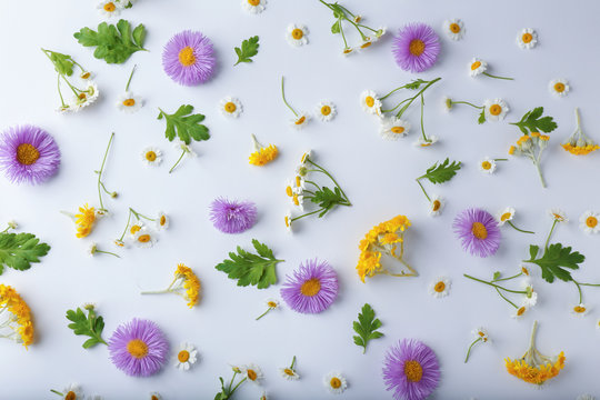 Scattered Field Flowers On Light Background