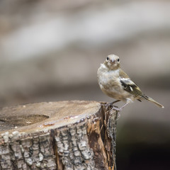Juvenile Eurasian Siskin bird Spinus Spinus on tree stump in forest landscape