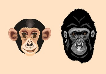 Monkeys head vector illustration