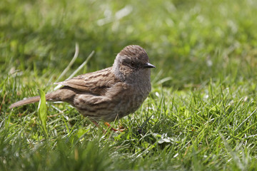 Dunnock