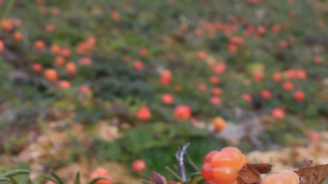 Cloudberry moroshka Urals mountain swamp