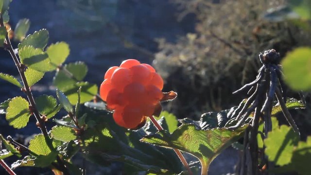 Cloudberry moroshka Urals mountain swamp